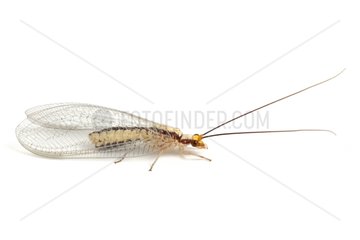 Green Lacewing on white background