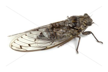 Grey Cicada on white background