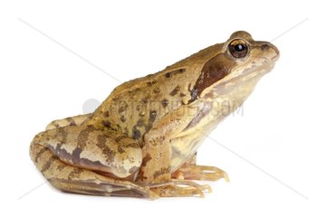 Grass Frog on white background