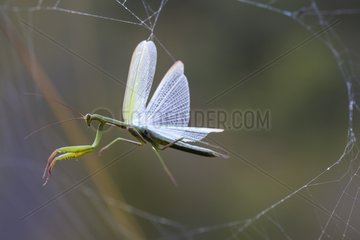 Praying mantis caught in a spider's web - France