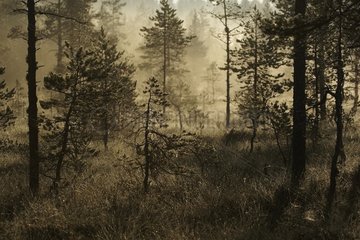 Fog in underwood Taïga Finland