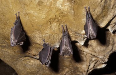 Große Rhinolophers in einer spanischen Höhle aufgehängt