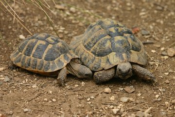 Paar Schildkröten von Hermann Frankreich
