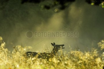 Female deer yawning in the mist Dyrehaven Denmark