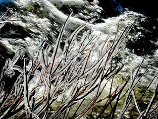 Kalte Zweige eines Busches Frankreich