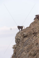 Gelada or Gelada baboon (Theropithecus gelada)  adult male  in the evening at the edge of the cliff before descending to protect against predators during the night  Debre Libanos  Rift Valley  Ethiopia  Africa