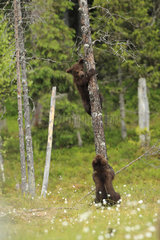 Brown bear (Ursus arctos)  cubs climbing in a pine tree near a potential danger in the heart of the forest  Finland