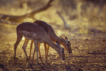 Common Impala (Aepyceros melampus) grazing  Kruger National park  South Africa