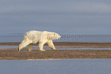 Polar Bear( Ursus maritimus ) walking along a barrier island outside Kaktovik  Every fall  polar bears (Ursus maritimus) gather near Kaktovik on the northern edge of ANWR  Barter Island  Arctic National Wildlife Refuge  Alaska