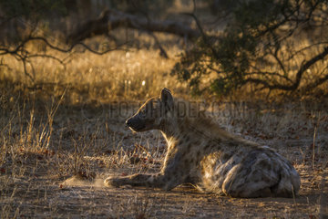 Spotted hyaena (Crocuta crocuta) in Kruger National park  South Africa