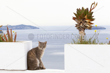 Cat sitting on a wall  Santorini  Greece