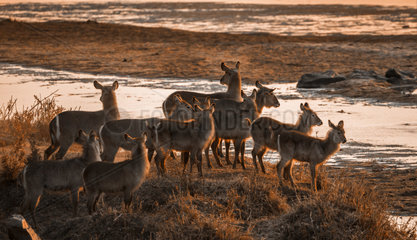 Common Waterbuck (Kobus ellipsiprymnus) in Kruger National park  South Africa