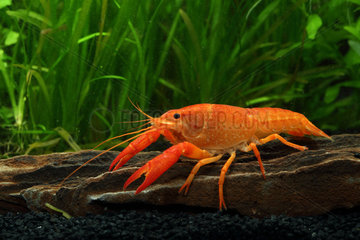 Red swamp crayfish (Procambarus clarkii) orange variety in aquarium