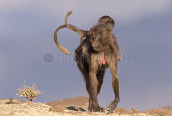 Gelada or Gelada baboon (Theropithecus gelada)  adult female with a baby  Debre Libanos  Rift Valley  Ethiopia  Africa