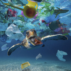 Turtle eating a plastic cup drifting in the middle of a huge garbage patch floating in the ocean. The animals ingest these pieces of plastic thought it is natural food and end up with the digestive tract obstructed by plastic and end up dying in great suffering. Composite. Indian Ocean. Composite image
