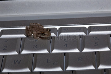 Frog on computer keyboard  Brazil