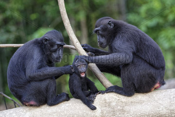 Family of Celebes crested macaque (Macaca nigra) on a branch  Tangkoko National Park  Sulawesi  Indonesia