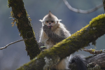 Black Snub-nosed Monkey (Rhinopithecus bieti) juvenile with a leaf in the mouth  Yunnan  China