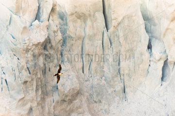 Very rare sighting of a Pomarine Skua (Stercorarius pomarinus) overwintering in Antarctica