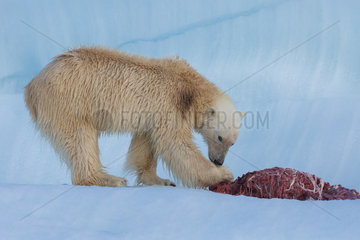 Polar bear (Ursus maritimus) eating a seal on an iceberg  Wahlenbergfjord  Nordaustlandet  Spitzberg  Svalbard.