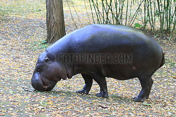Pygmy Hippopotamus (Hexaprotodon liberiensis)