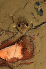 Crowned Bullfrog (Hoplobatrachus occipitalis)  Gabon