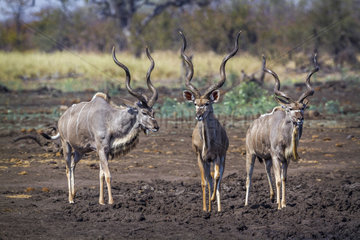 Greater kudu (Tragelaphus strepsiceros) in Kruger National park  South Africa