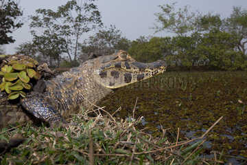 Spectacled caiman  white or common caiman  caiman crocodilus  Pantanal  Mato Grosso  Brazil