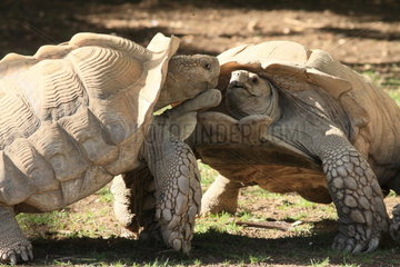 African spurred tortoise (Geochelone sulcata) Males fighting