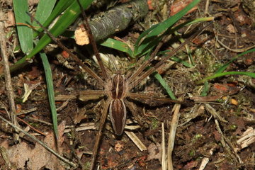 Nursery-web spider (Pisaura mirabilis)