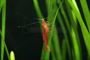 Shrimp (Neocaridina davidi)  Red cherry shrimp en aquarium