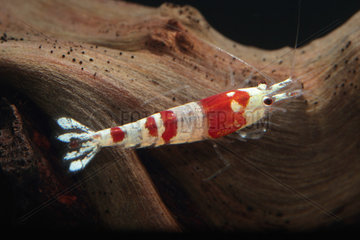 Red Crystal shrimp (Caridina logemanni)  Bee Mosura Shrimp