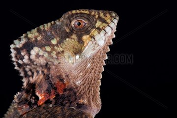 Helmeted iguana (Corytophanes cristatus)