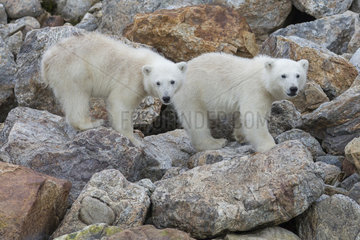 Polar bear (Ursus maritimus) cubs on rocks  Spitzberg  Svalbard