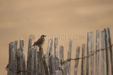 Meadow pipit (Anthus pratensis) on a lattice fence  Ploemeur  Morbihan  Brittany  France