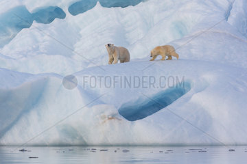 Polar bear (Ursus maritimus) female and cub on an iceberg  Wahlenbergfjord  Nordaustlandet  Spitzberg  Svalbard.