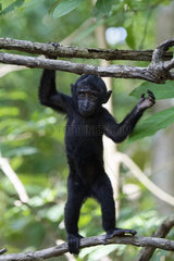 Young Celebes crested macaque (Macaca nigra) on a branch  Tangkoko National Park  Sulawesi  Indonesia