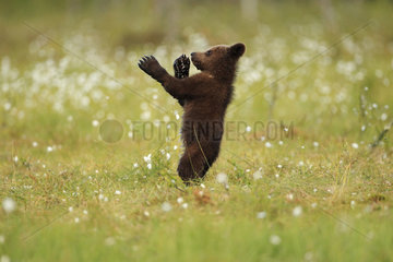 Brown Bear (Ursus arctos)  Bear cub standing in a peat bog  Finland