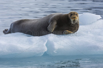 Bearded seal (Erignathus barbatus) on a piece of ice  Fuglefjord  Spitzberg  Svalbard.