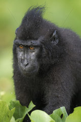 Portrait of Celebes crested macaque (Macaca nigra)  Tangkoko National Park  Sulawesi  Indonesia