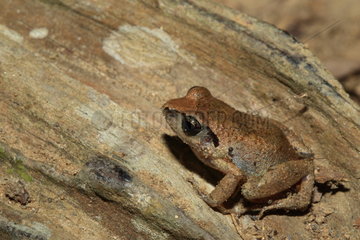 West African screeching frog (Arthroleptis poecilonotus)  Gabon