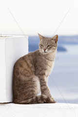 Cat sitting on a wall  Santorini  Greece