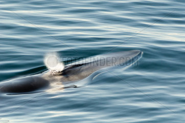 Fin whale (Balaenoptera physalus)  Strait of Denmark  Greenland