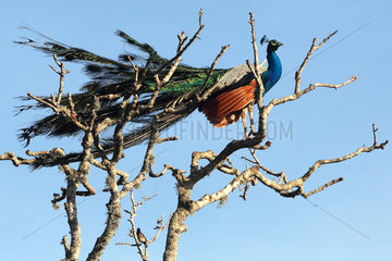 Indian Peafowl (Pavo cristatus) sur un abre  Bundala National Park  Sri Lanka