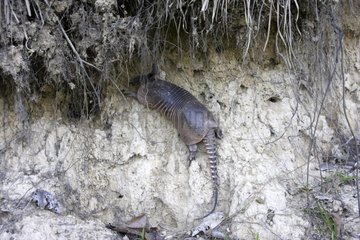 Tatou nine bands around their burrows in Suriname