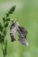 Aspen Hawk-moth on an ear - Lorraine France
