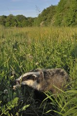 European Badger in a meadow at spring - Lorraine France