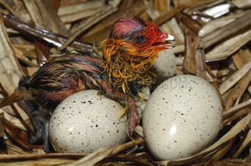 Hatching Common Coot at nest - Lorraine France