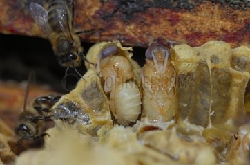 Honey bee pupae in cells - Lorraine France