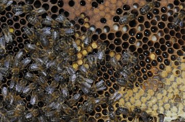 Honey bees on alveoles in a hive - Lorraine France